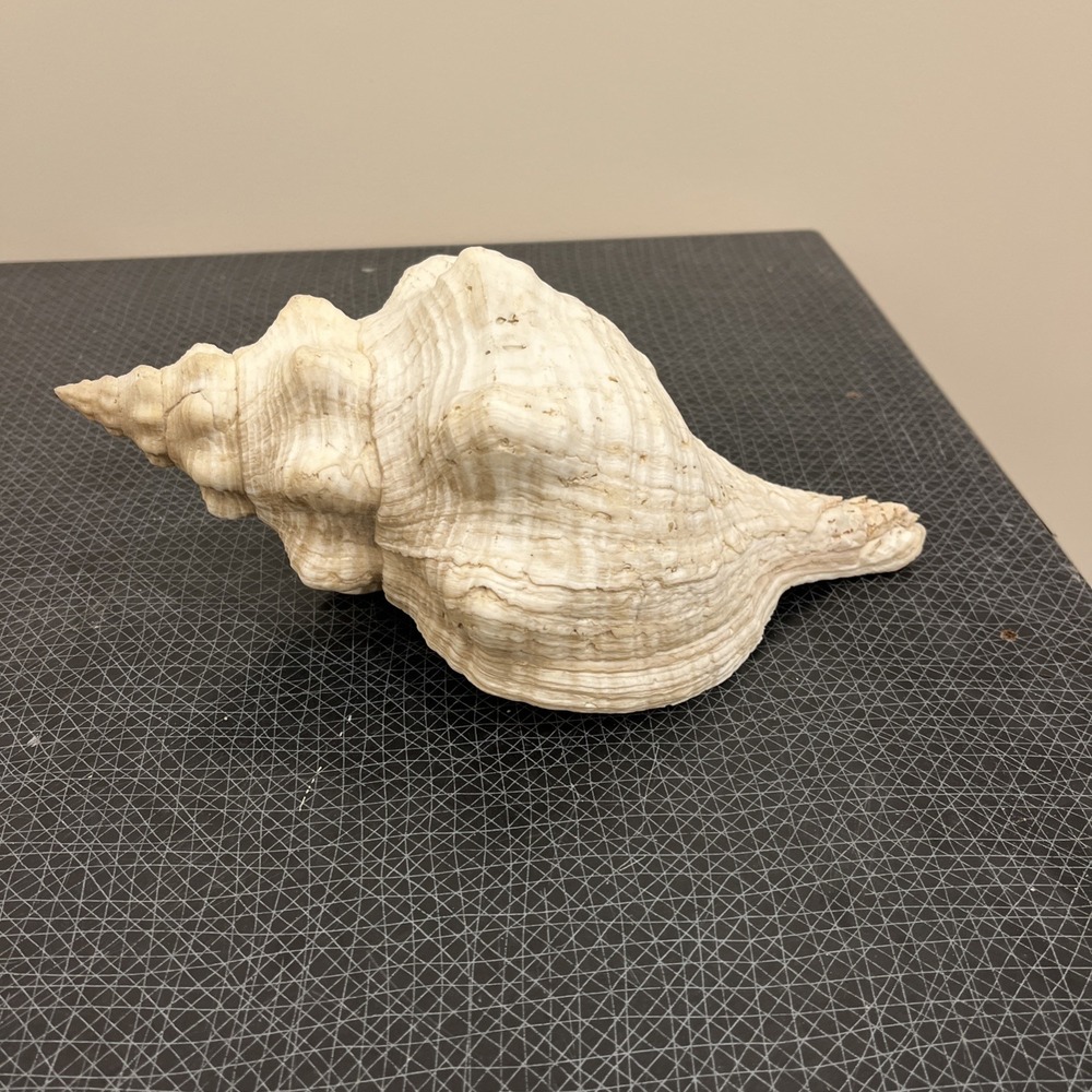 Rare Fossilized Horse Conch Shell From Florida - Pliocene Era. Large ~12x6x5"